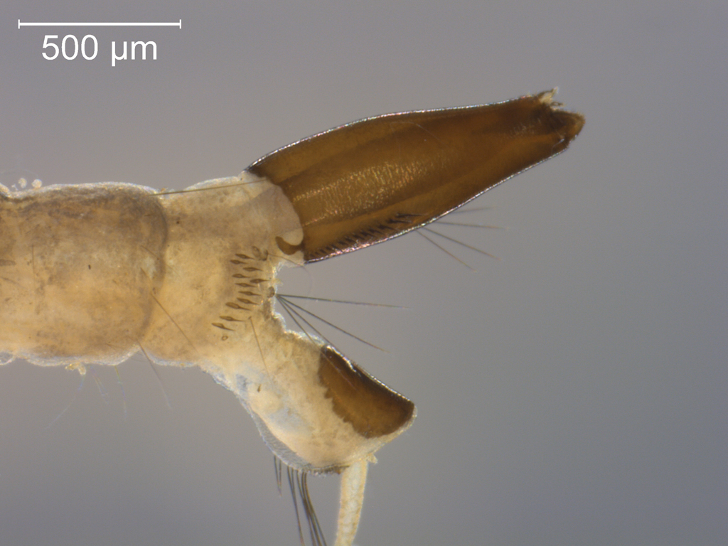 Ochlerotatus caspius & dorsalis